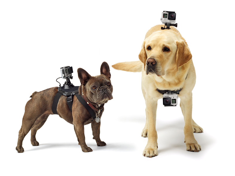 Két kutya GoPro kamerával, egy francia bulldog és egy labrador.