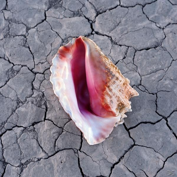 Coquillage avec intérieur rose sur terre grise craquelée.