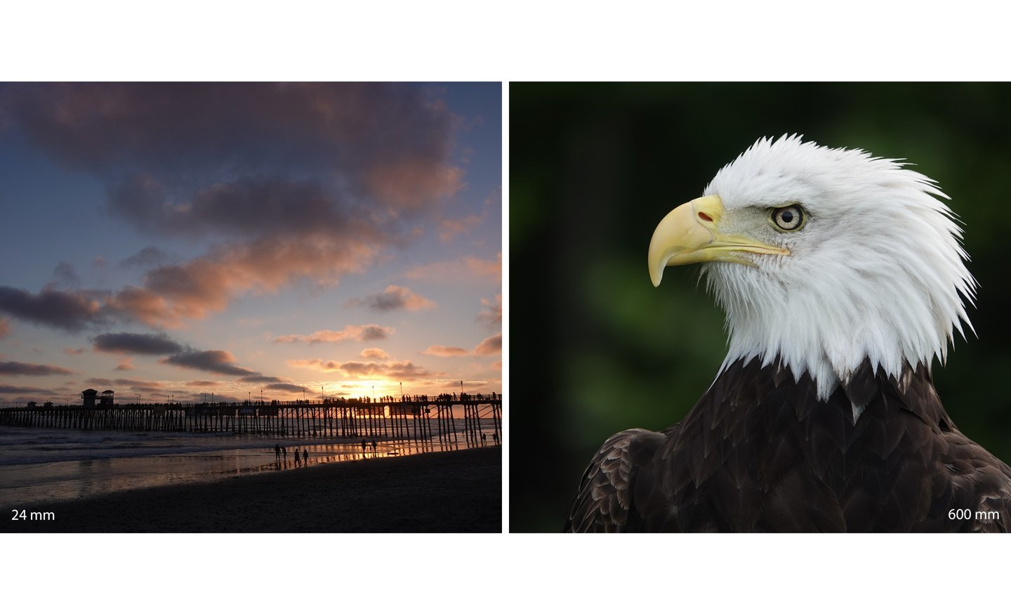 Due immagini: un tramonto su un molo e la testa di un'aquila calva.
