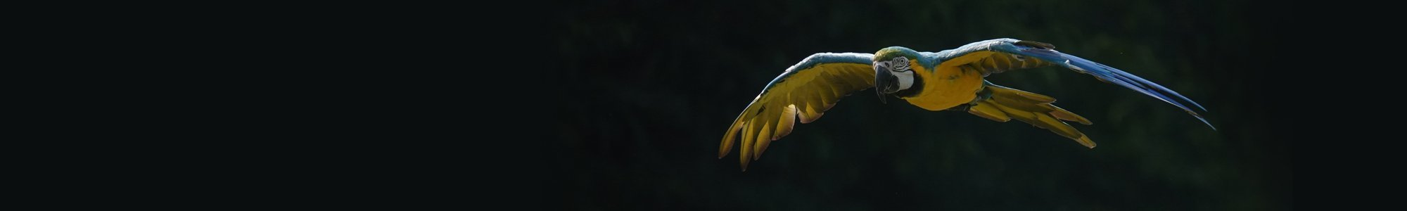 Un'ara blu e gialla in volo, con le ali spiegate, su uno sfondo scuro e sfocato.