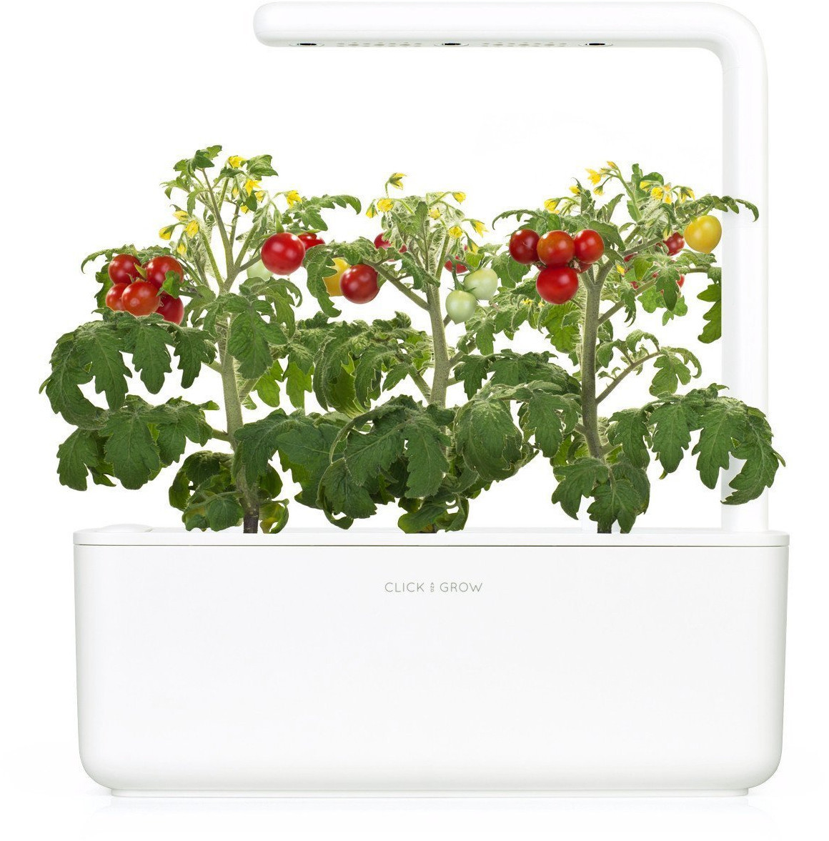 Indoor garden with tomato plants. Red and yellow tomatoes are visible.