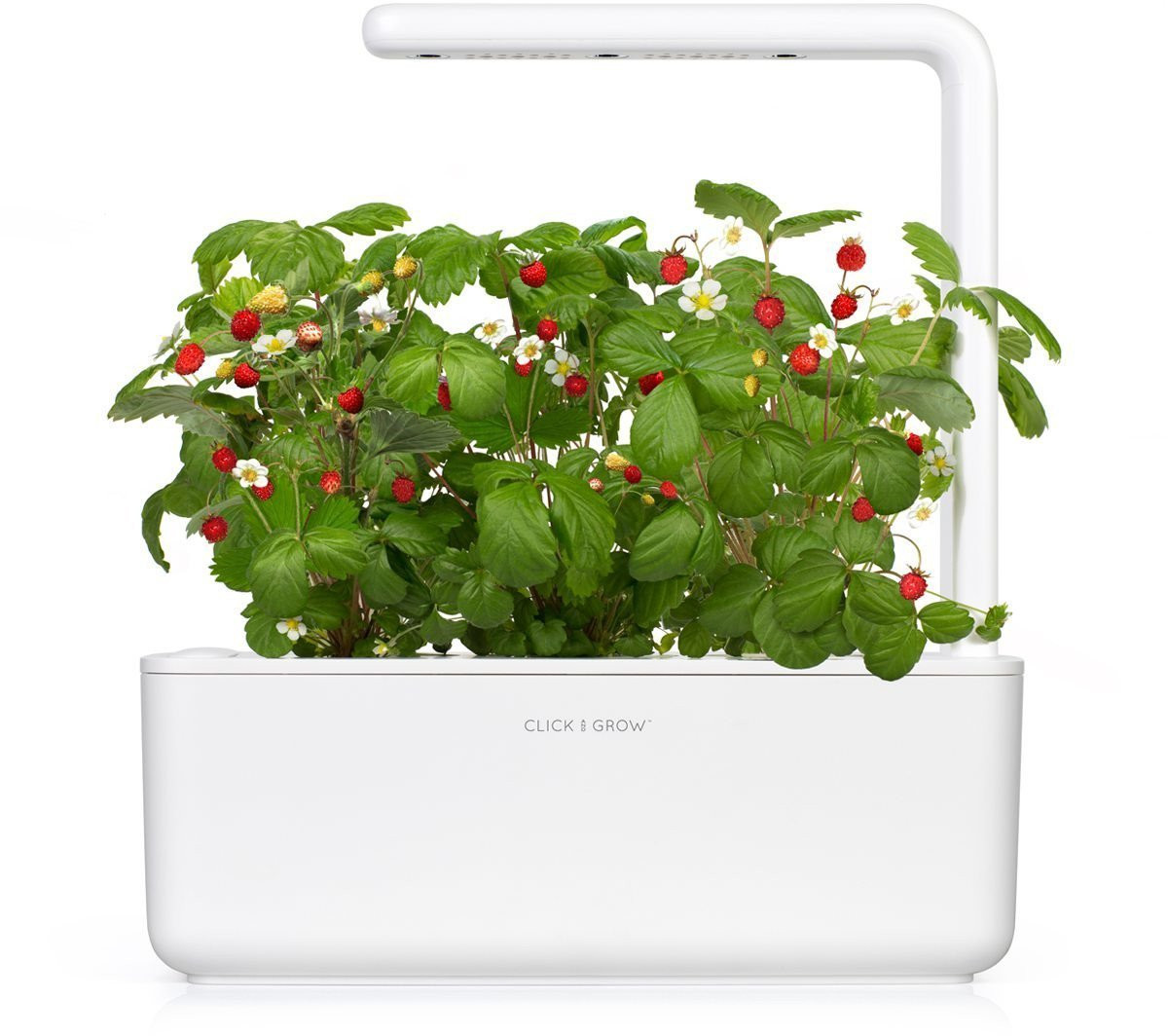 White indoor garden with strawberry plants bearing red fruits and white flowers.