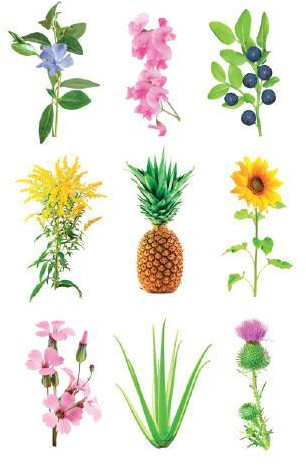 Verzameling van verschillende bloemen en planten tegen een witte achtergrond.