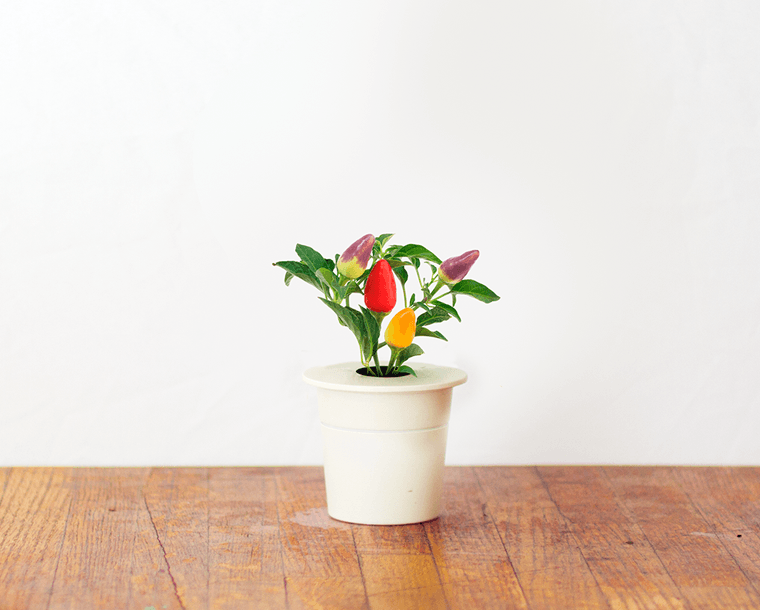 Een kleine plant in een witte pot met rode, gele en paarse pepers. Op een houten oppervlak.