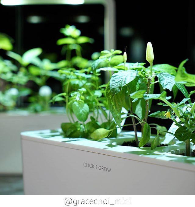 Een witte container met groene planten die erin groeien, met de woorden 'CLICK & GROW' op de voorkant.