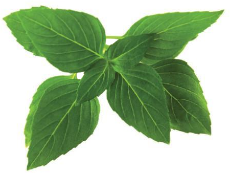 CLICK & GROW Basilicum Refill 3-Pack (CG-RFBASIL)