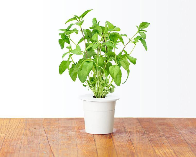 CLICK & GROW Basilicum Refill 3-Pack (CG-RFBASIL)