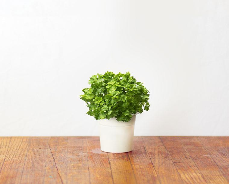 Een kleine pot peterselie op een houten tafel tegen een witte achtergrond.