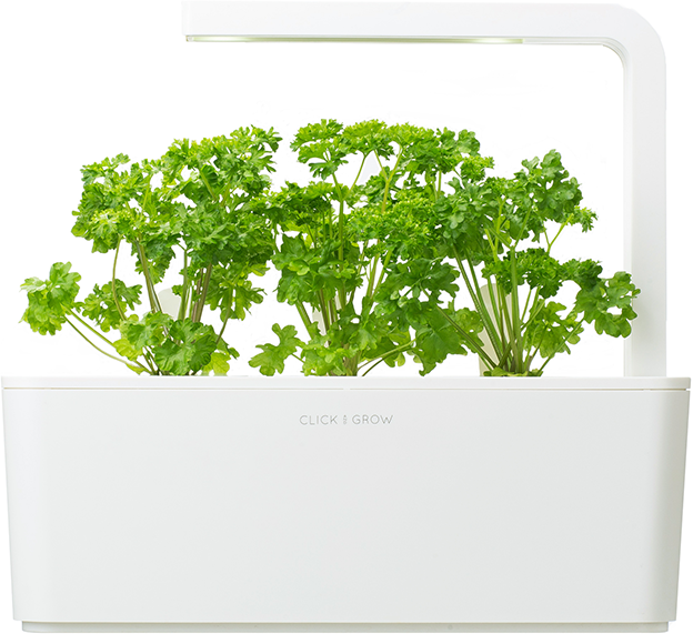 Een witte binnentuin met peterselieplanten die groeien onder LED-verlichting.