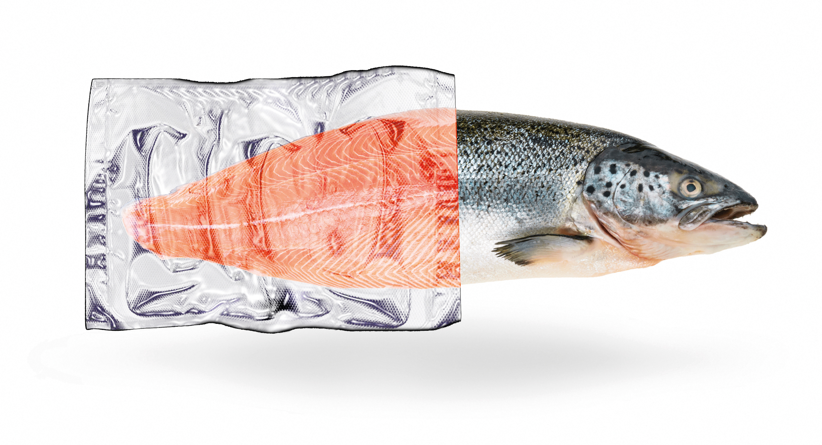 Lachsfilet in Klarsichtverpackung neben einem ganzen Lachs auf weißem Hintergrund.