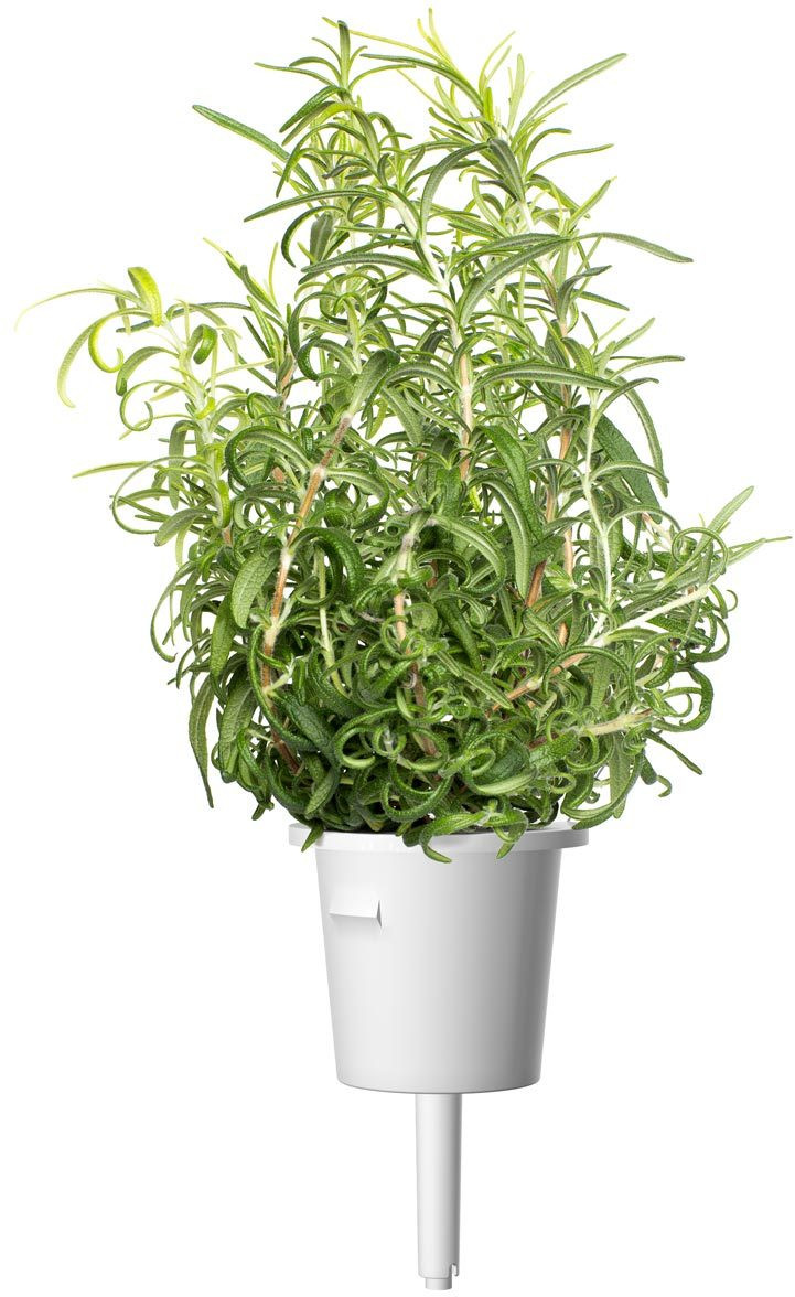 Rozemarijnplant in een witte pot met een lange stengel, geïsoleerd op een witte achtergrond.