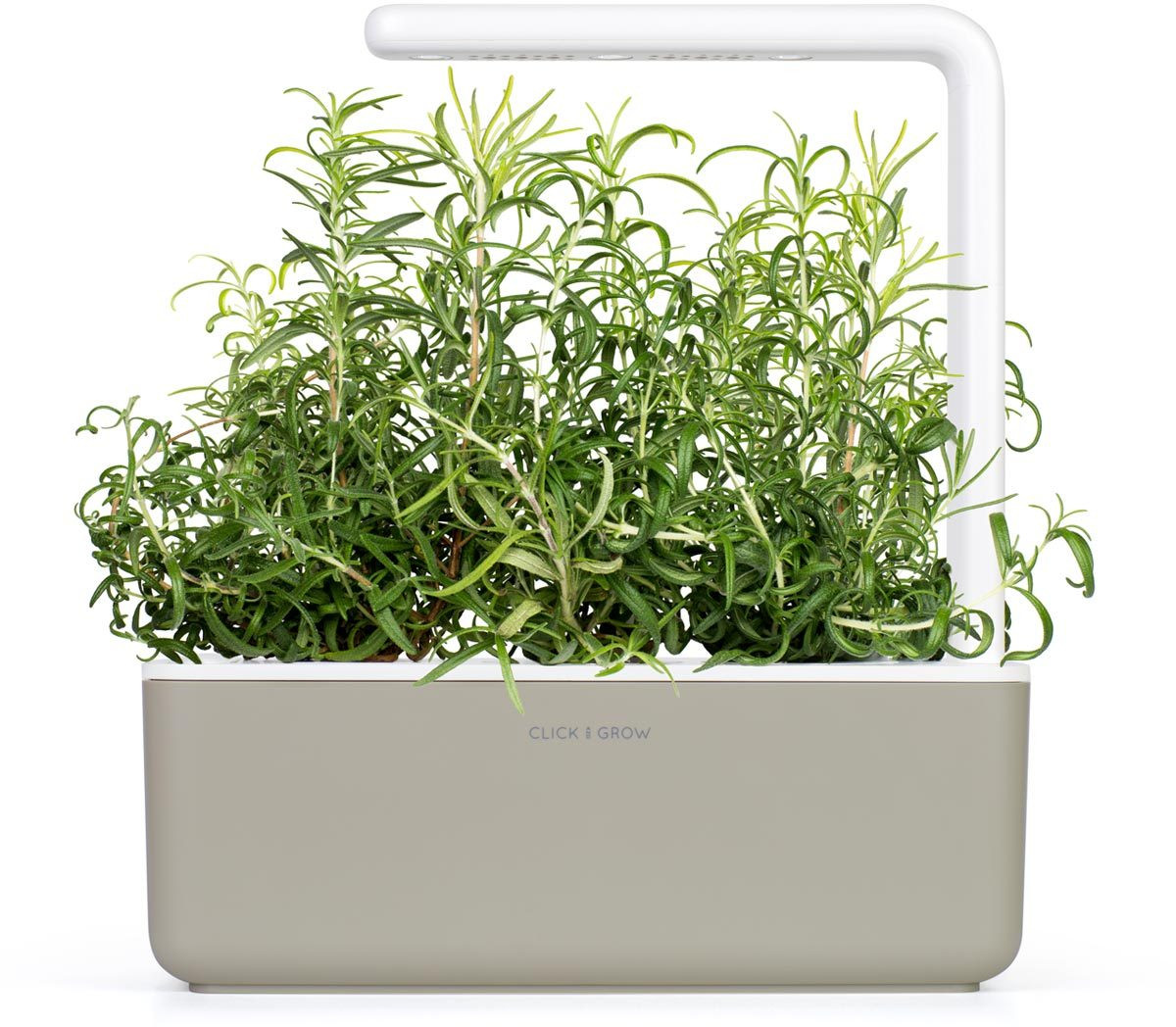 Een kleine binnentuin met rozemarijnplanten en een wit licht.