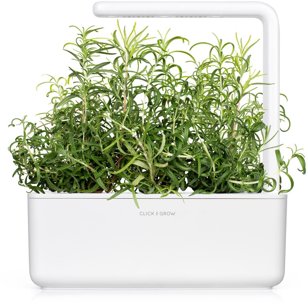 Een witte kruidentuin voor binnenshuis met rozemarijnplanten en een lamp.