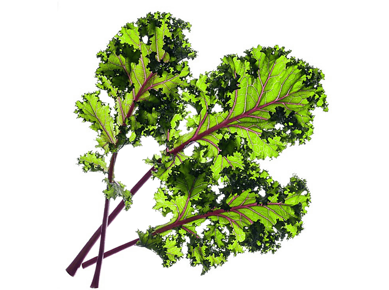 CLICK & GROW Boerenkool Refill 3-Pack (CNG REFILL RED KALE)