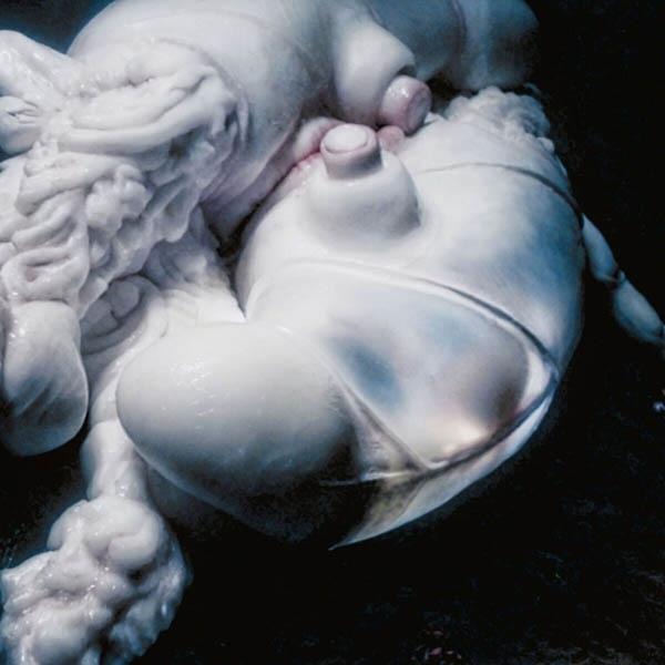 Arisen My Björk Senses - (Vinyl) -