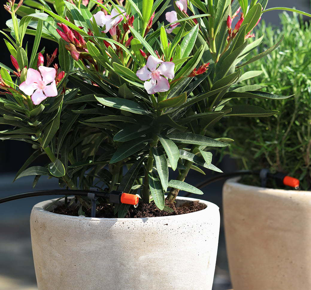 Nahaufnahme von Topfpflanzen mit rosa Blüten. Schwarze Schläuche zur Bewässerung sind sichtbar.