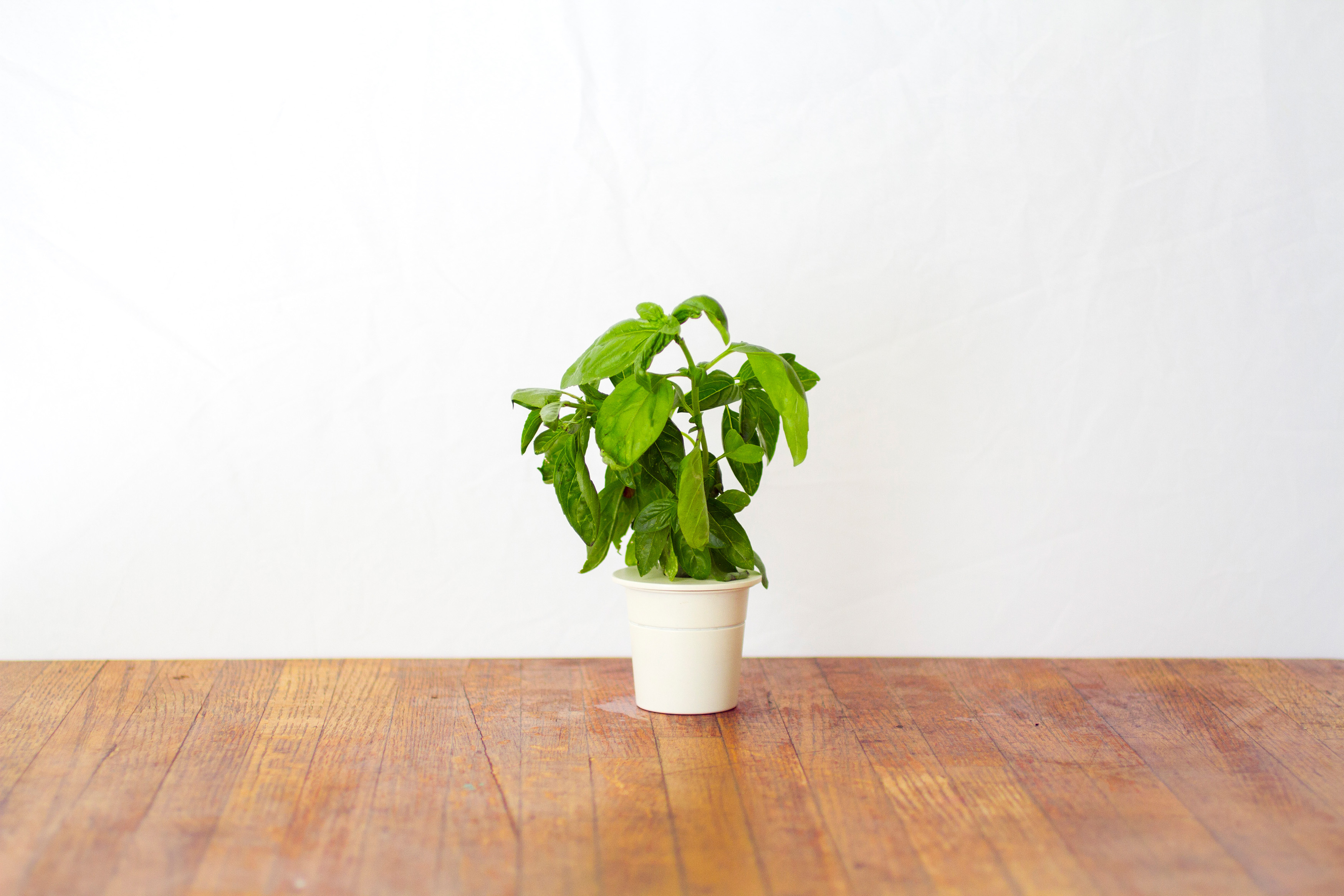 EMSA 600060 Click & Grow Basilikum Substratkapsel Weiß