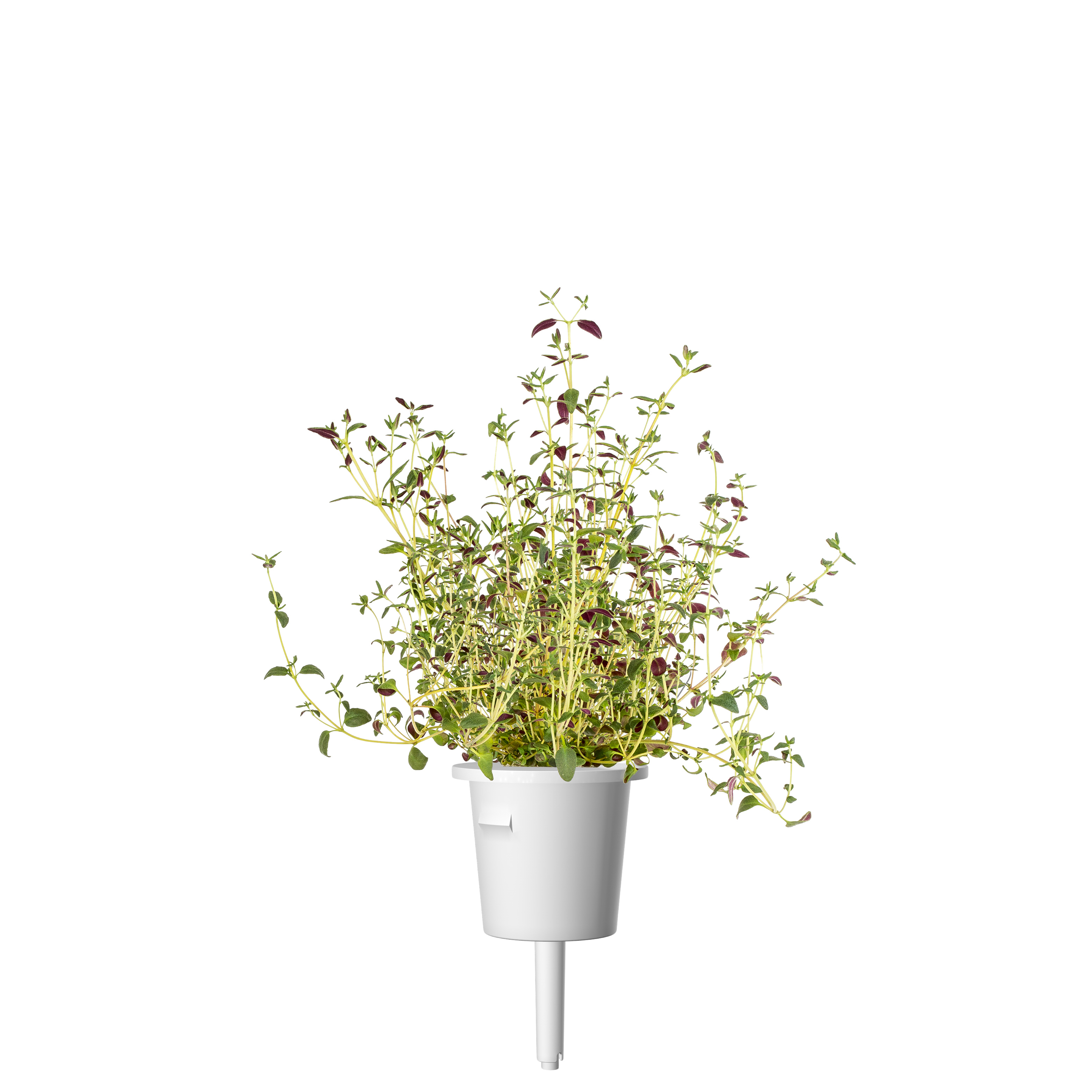 EMSA 600062 Click & Grow Thymian Substratkapsel Weiß