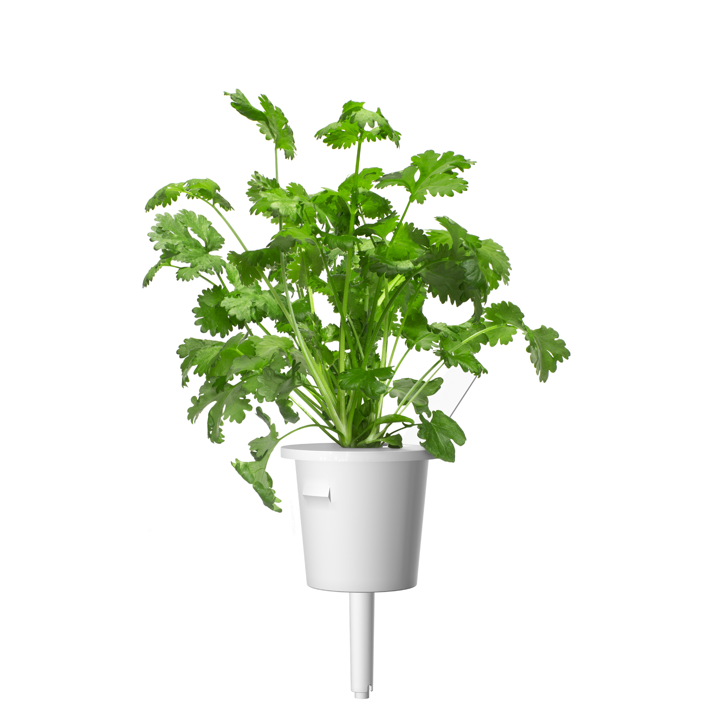 EMSA 600064 Click & Grow Koriander Substratkapsel Weiß