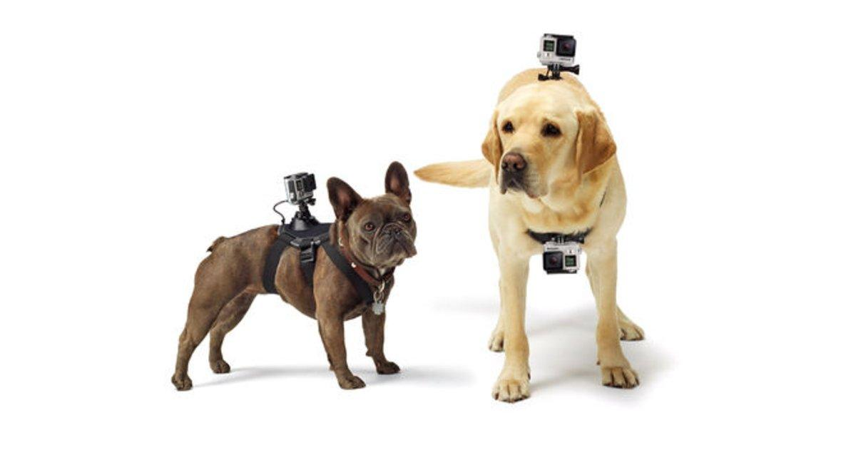 Accesorio GoPro- GoPro Fetch, arnés para perros