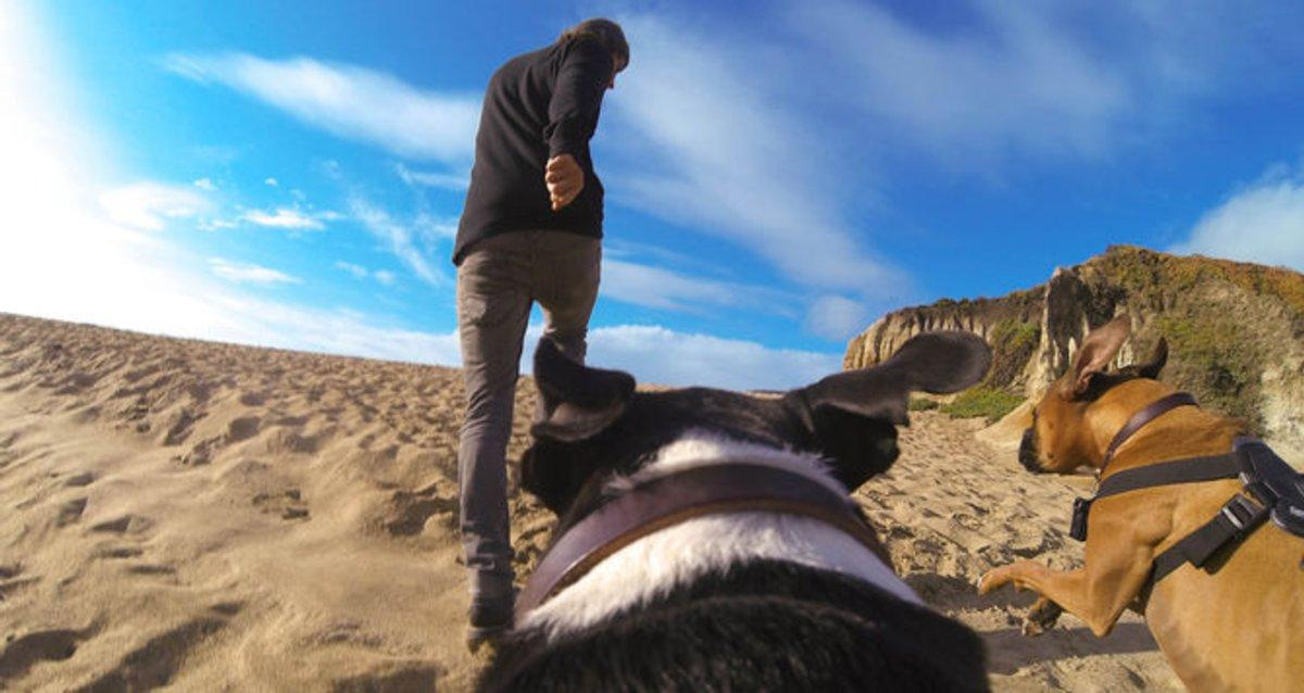 Accesorio GoPro- GoPro Fetch, arnés para perros