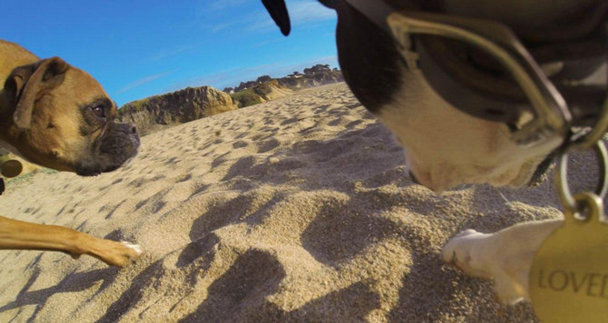 Accesorio GoPro- GoPro Fetch, arnés para perros