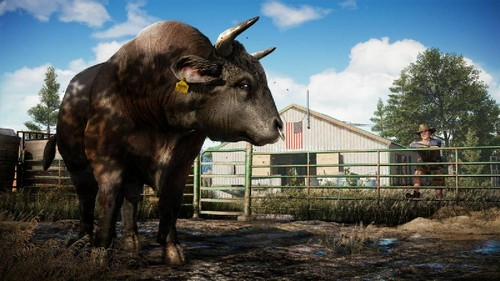 Toro en un campo con cerca, un hombre y un edificio con bandera americana.