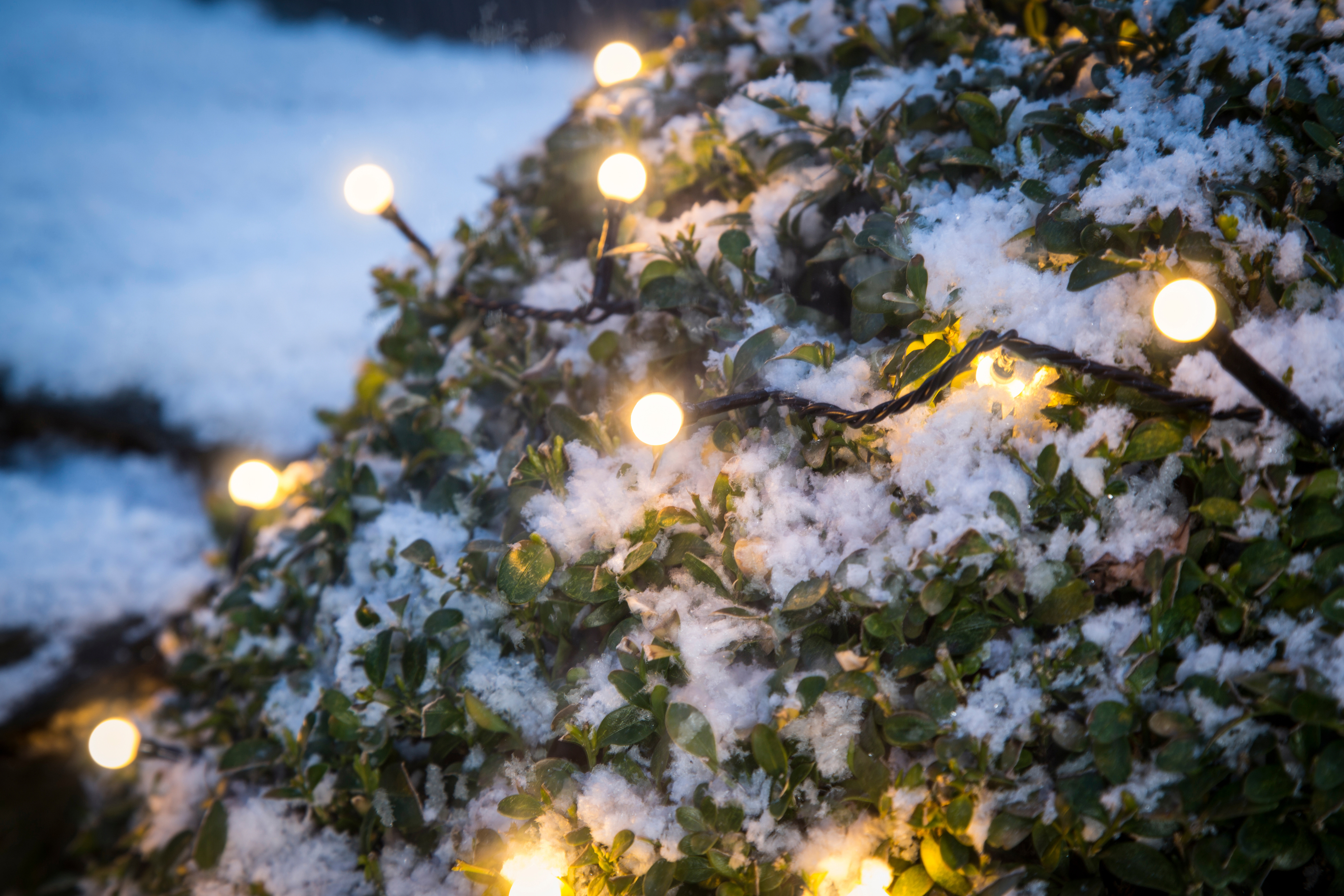 Grüner Busch mit Schnee bedeckt, beleuchtet von kleinen, runden, gelben Lichtern, die eine festliche Winterszene erzeugen.