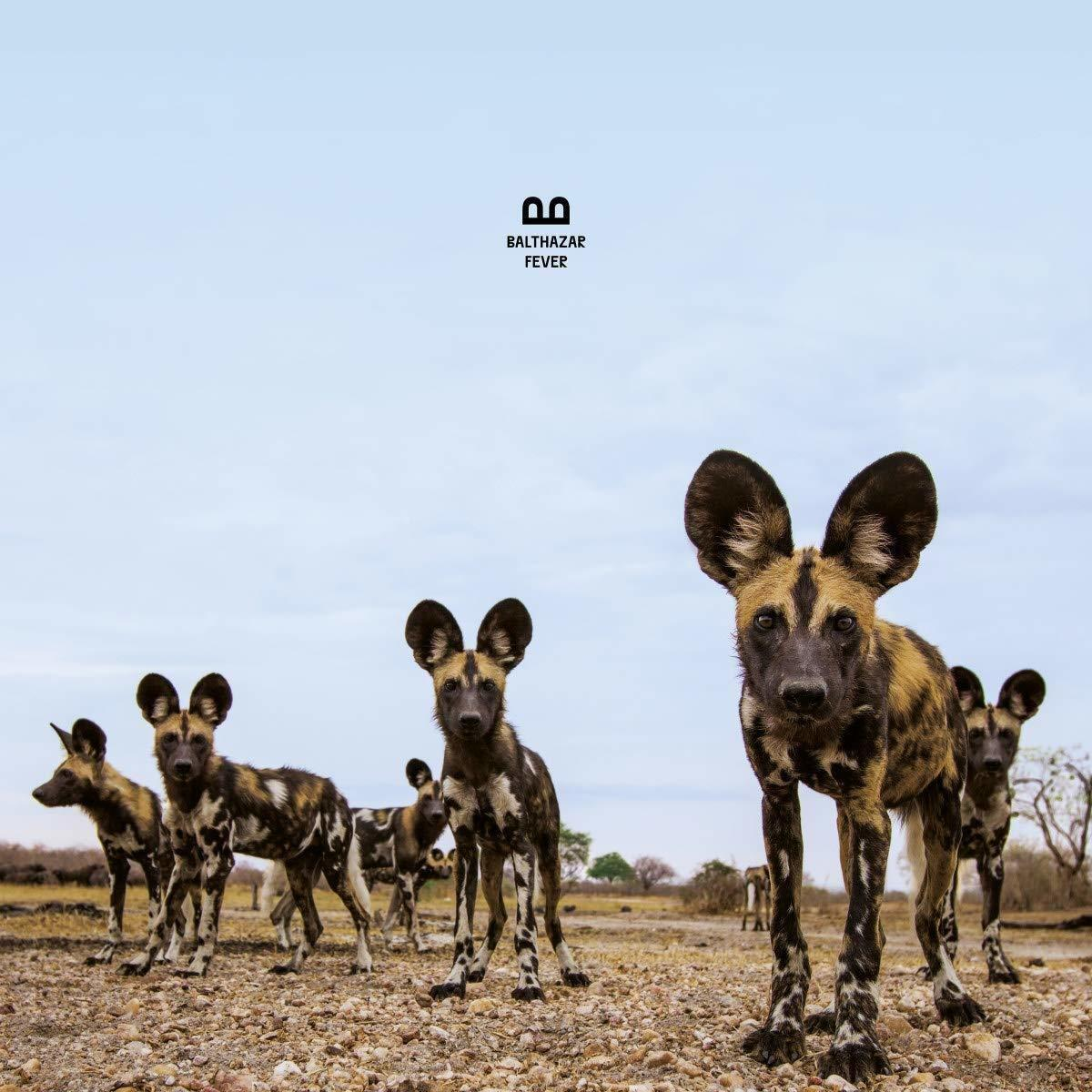 Chiens sauvages africains debout dans un champ. Certains regardent le spectateur.