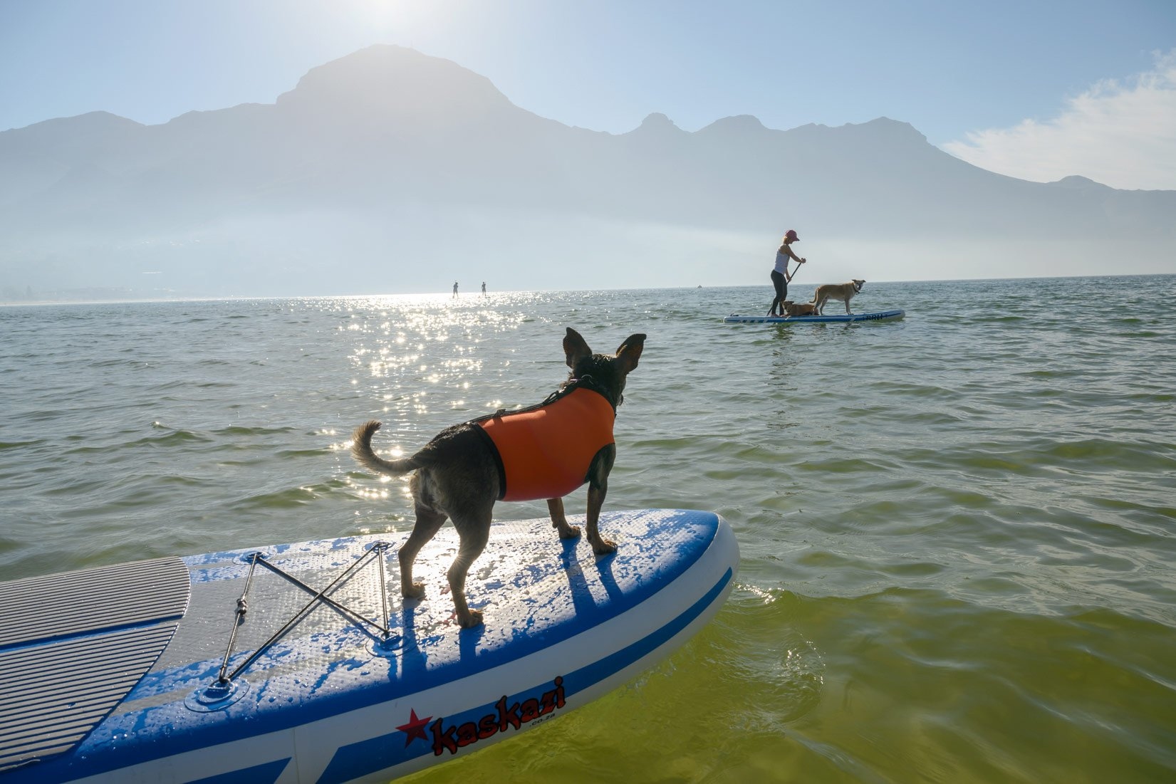 Chiens sur des planches de paddle dans un lac, avec une montagne en arrière-plan et un ciel ensoleillé.