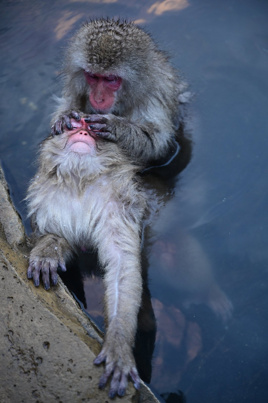 Deux singes dans l'eau, l'un toilettant l'autre. Les deux ont des visages roses.