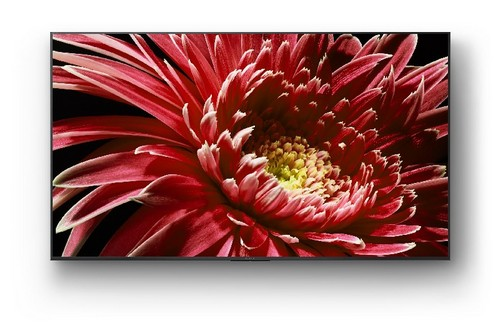 Una gran margarita gerbera roja llena la pantalla. El fondo es negro.
