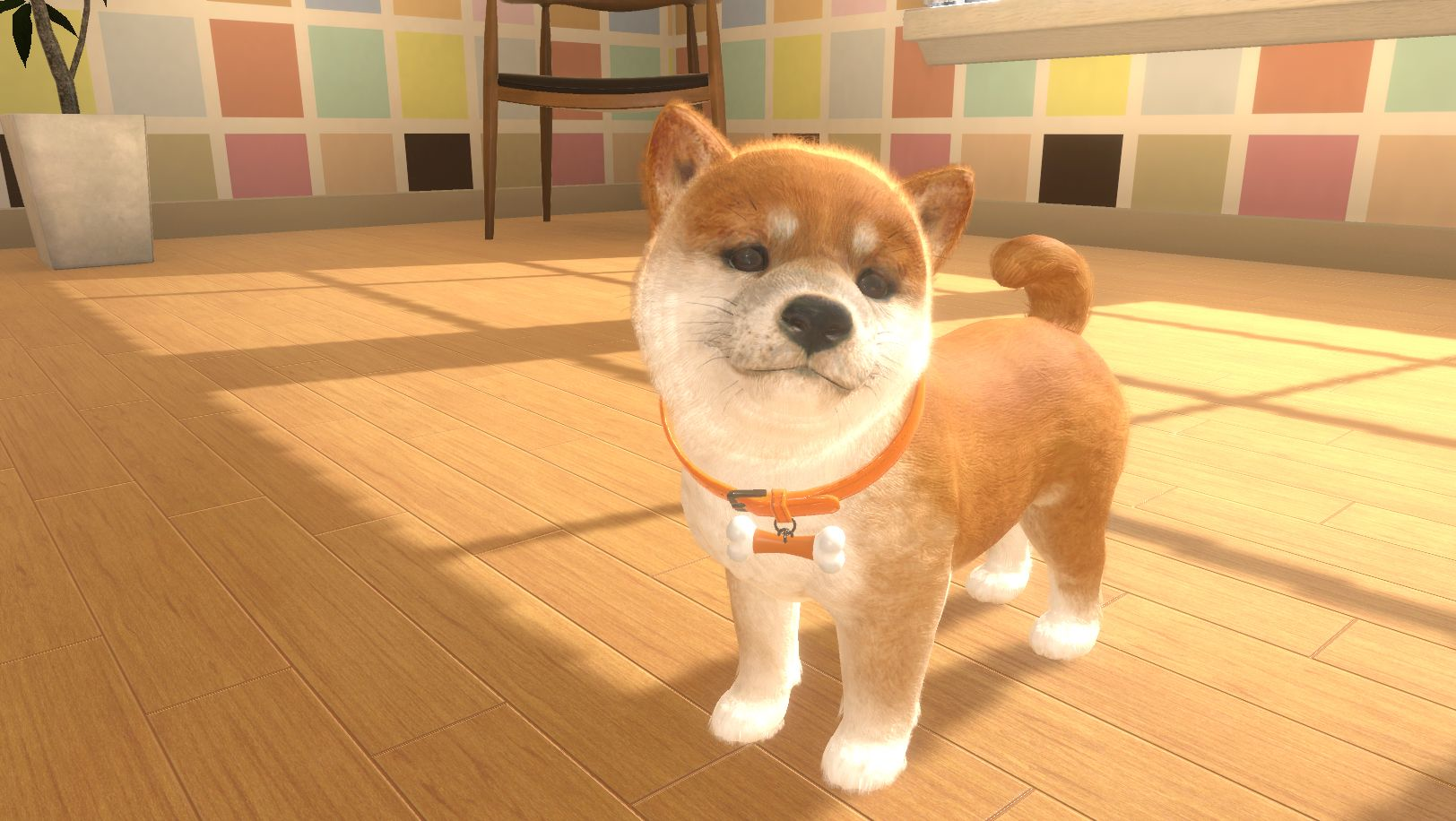 Ein Shiba Inu-Welpe steht auf einem Holzboden und schaut nach vorne.