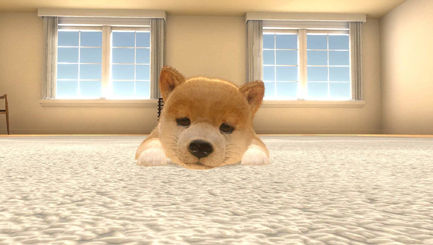 Ein Shiba Inu-Welpe liegt auf einem hellen Teppich und schaut den Betrachter an. Im Hintergrund sind zwei Fenster zu sehen.