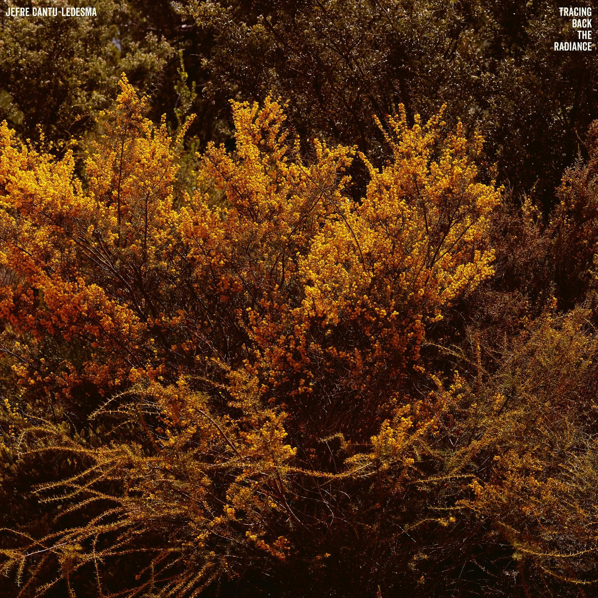 Jefru (Vinyl) - Back The Cantu-ledesma - Tracing Radiance