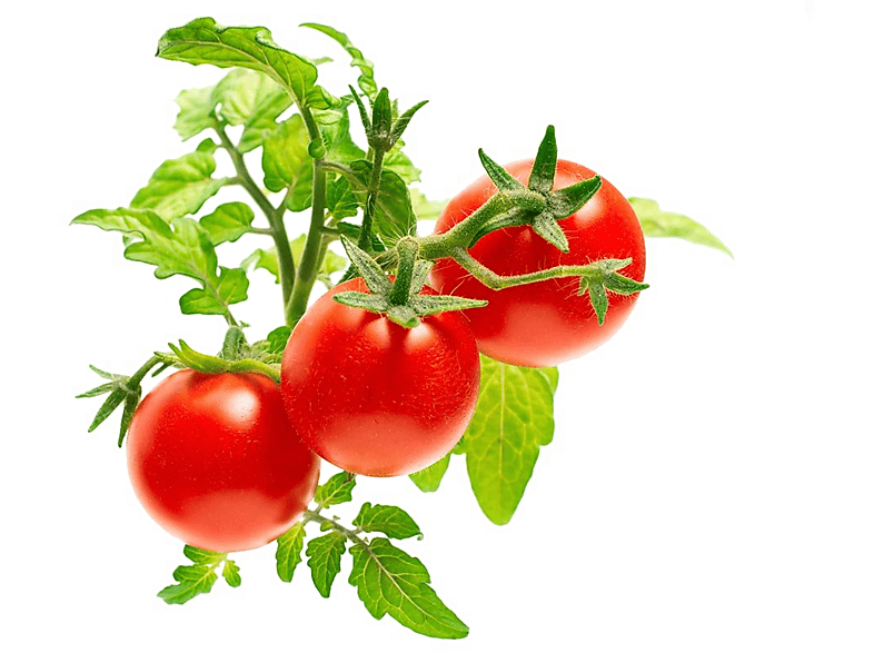 CLICK & GROW Mini Tomaten refill 3-Pack (CG-RFTOM)