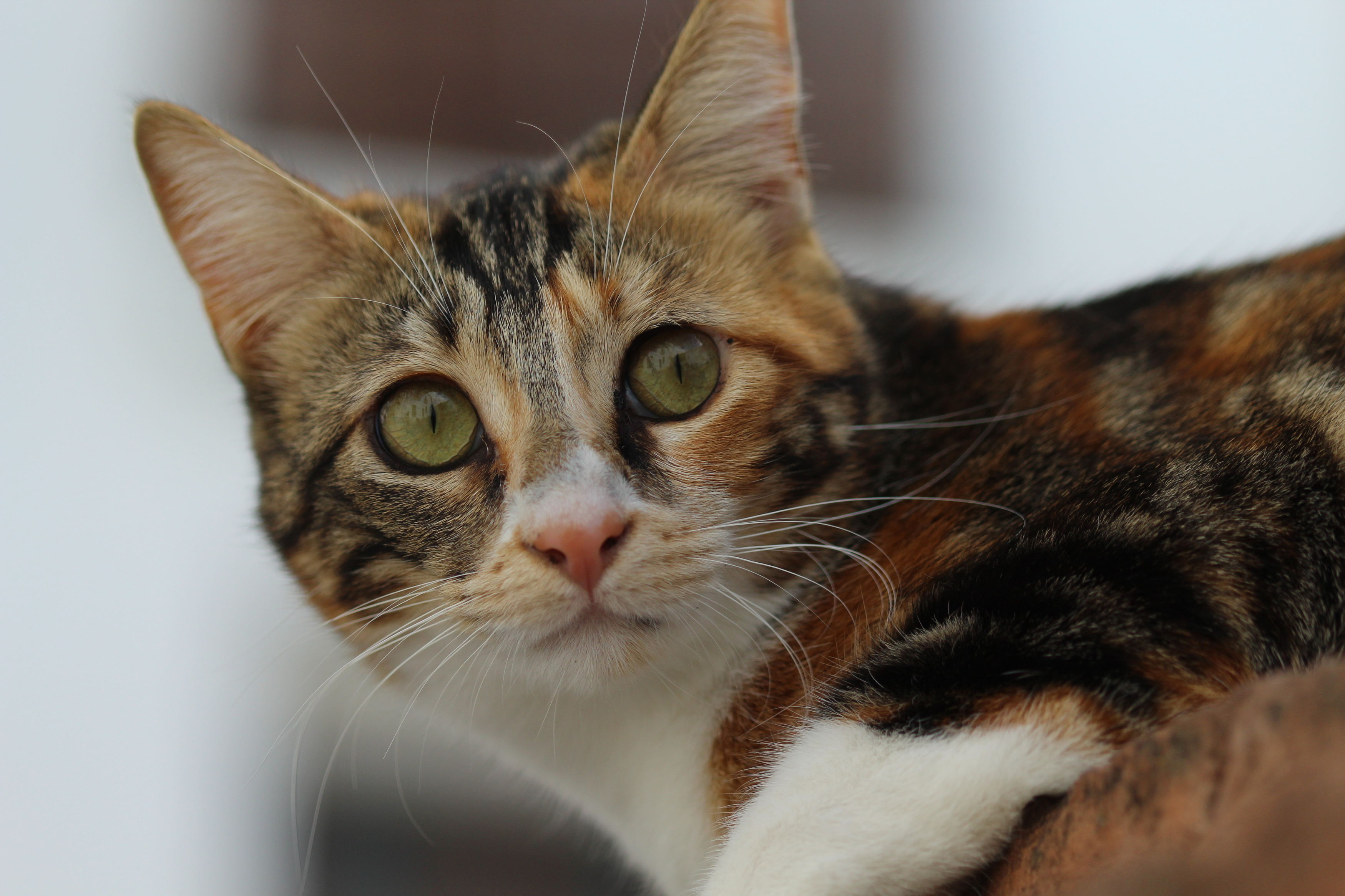 CANON EOS 4000D Kit inkl. Tasche und Speicherkarte Spiegelreflexkamera, 18 Megapixel, 18-55 mm Objektiv (EF-S), WLAN, Schwarz