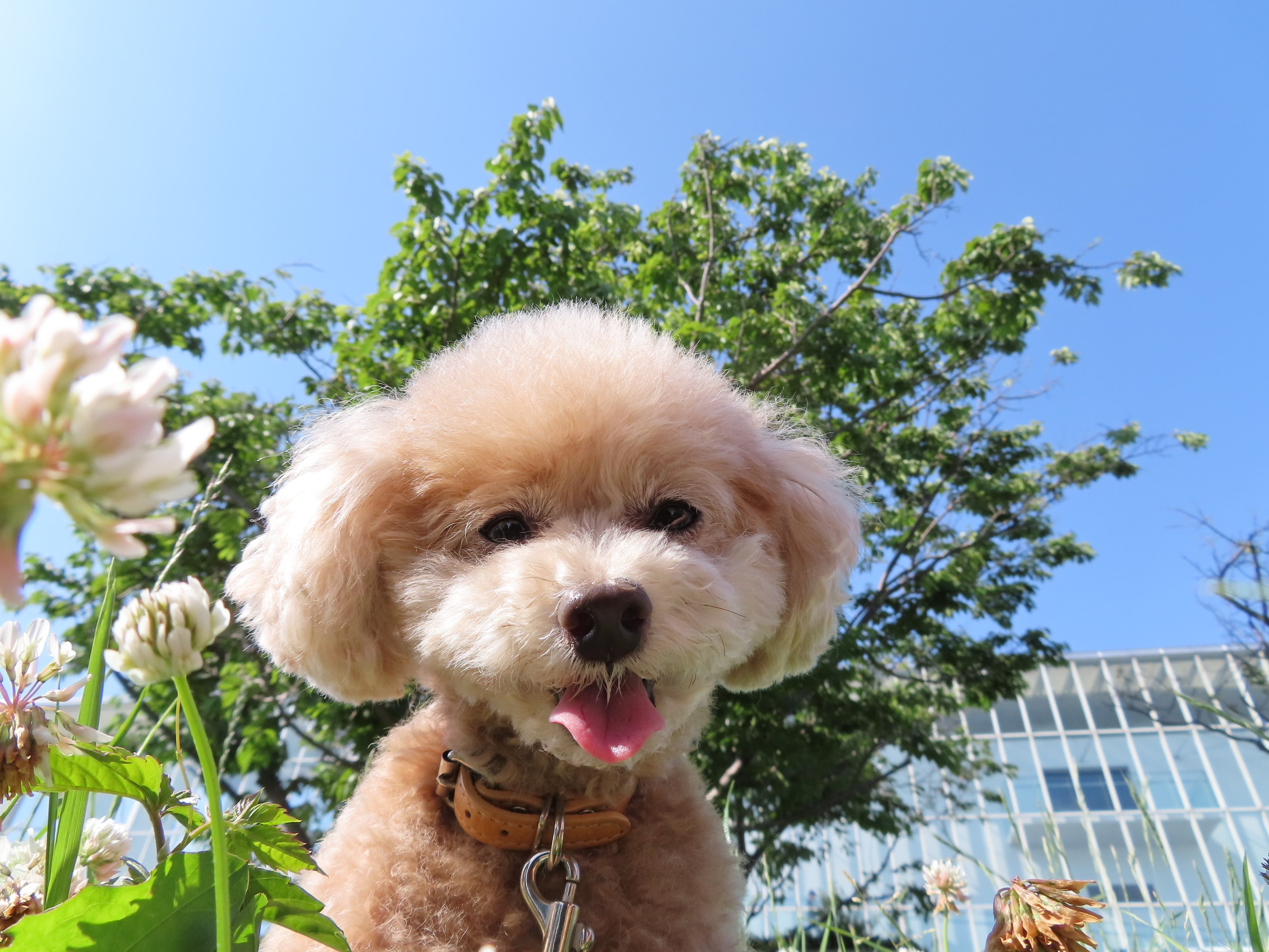 Ein flauschiger Hund, Zunge raus, auf einer Blumenwiese.