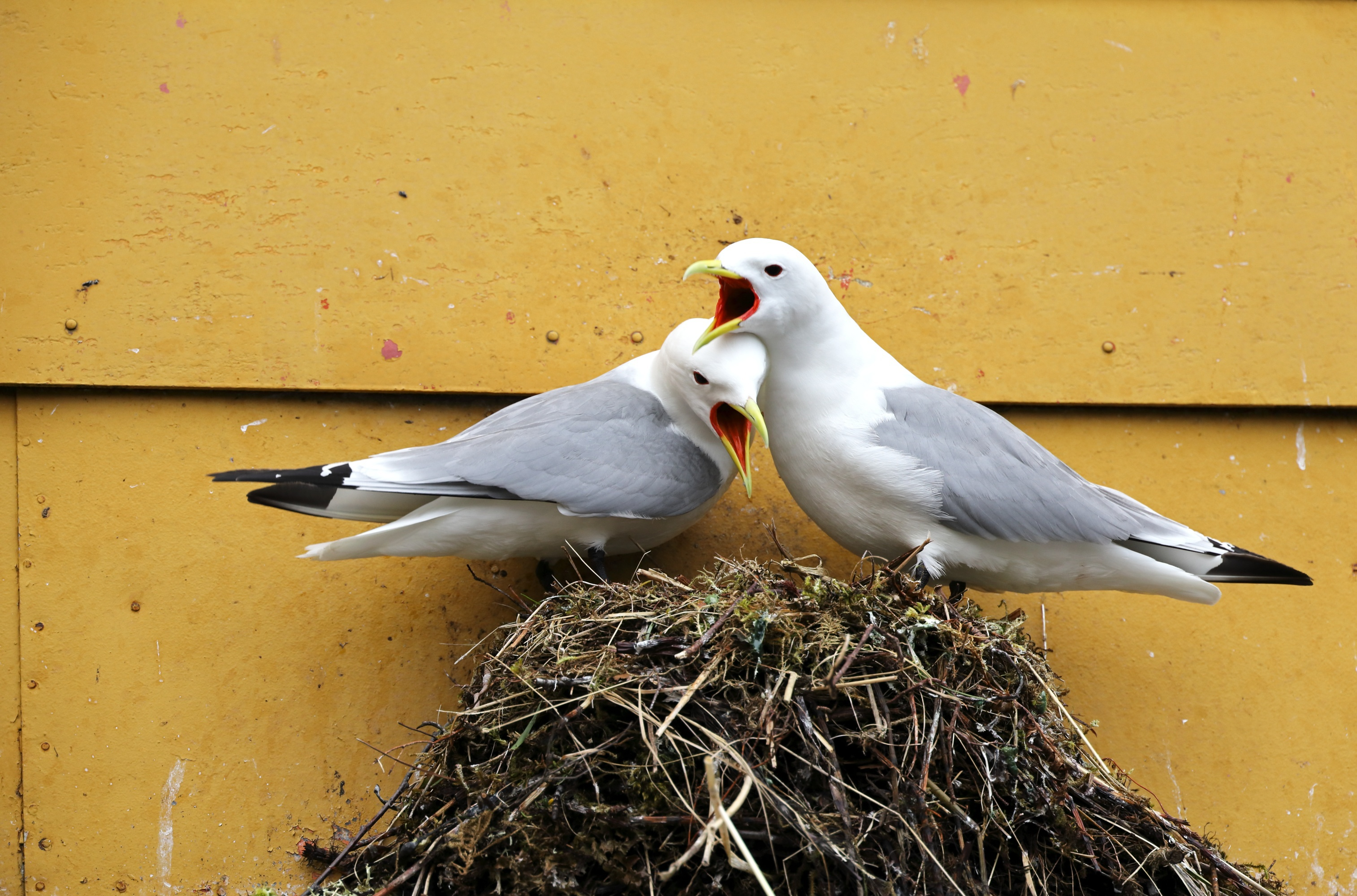 Zwei weiße Vögel mit grauen Flügeln sitzen auf einem Nest, Schnäbel geöffnet, vor gelbem Hintergrund.