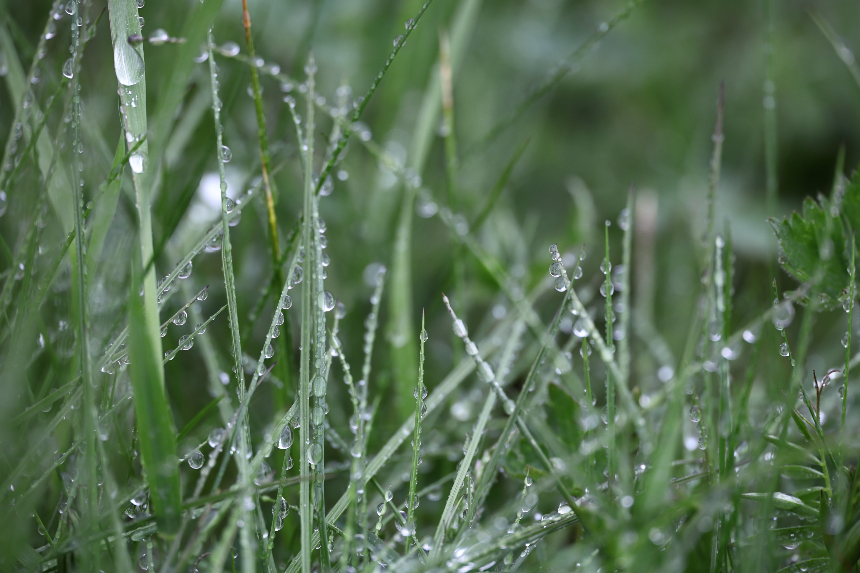 Nahaufnahme von grünem Gras mit vielen Wassertropfen.