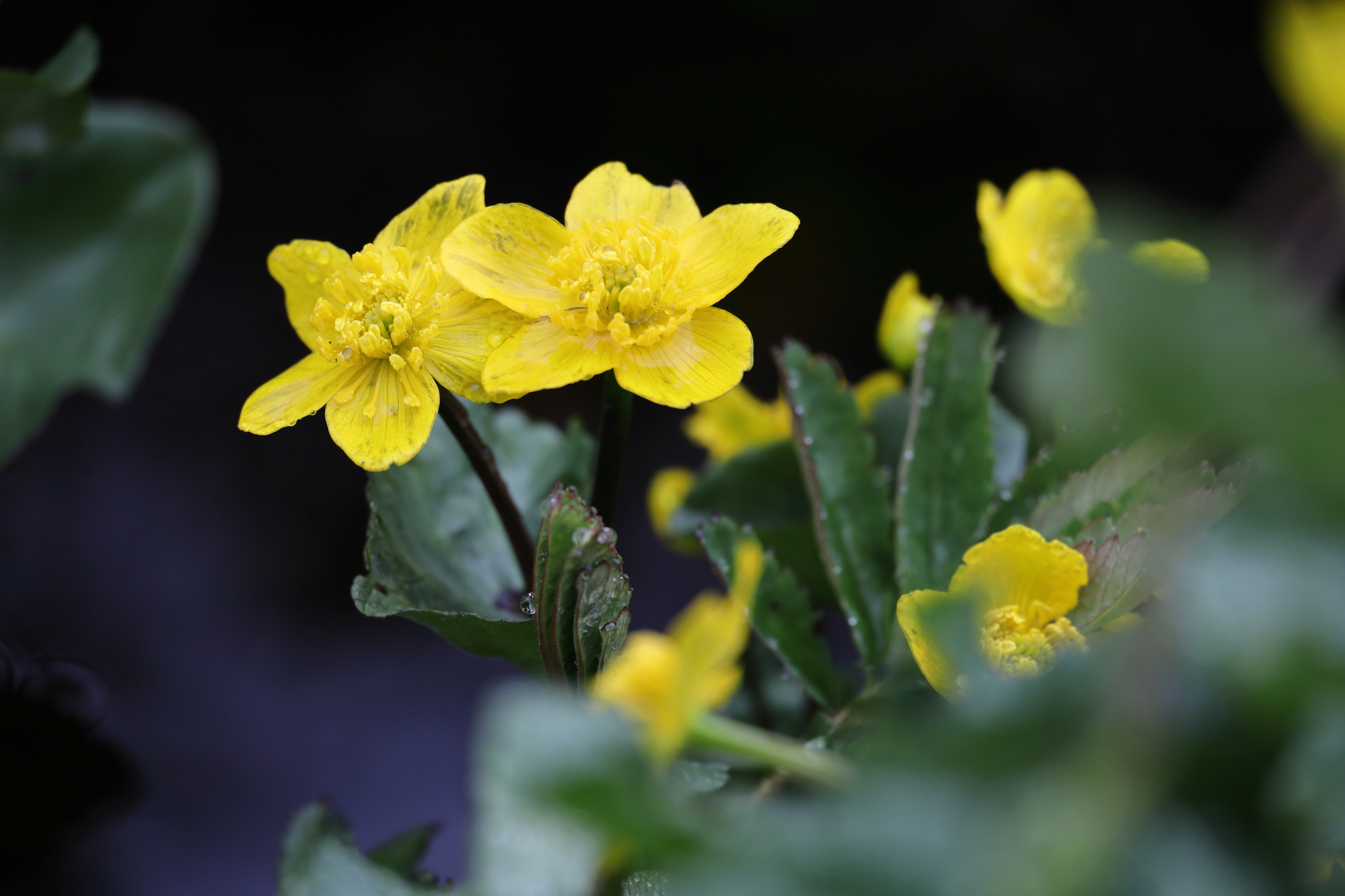 Nahaufnahme von gelben Sumpfdotterblumen mit grünen Blättern.